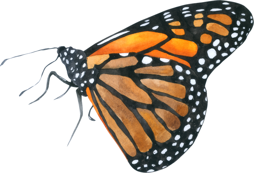 Butterfly Watercolor Illustration